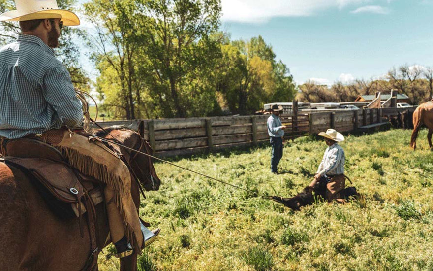 CALF WRESTLIN'  |  More than Beers, Oysters, and Iron